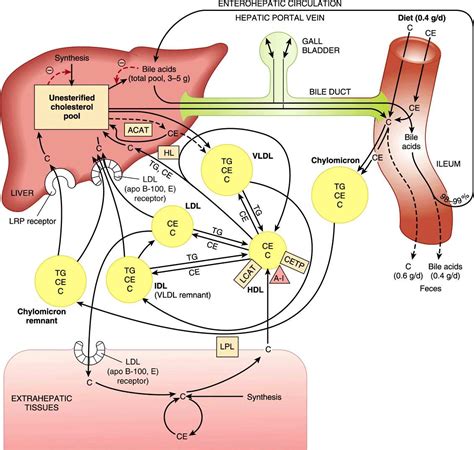 Lecithin And Cholesterol Absorption