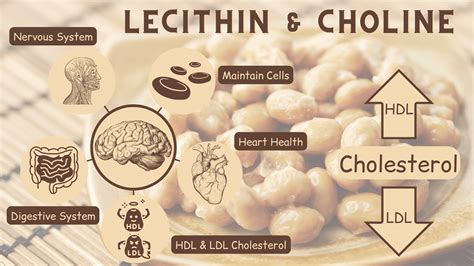 Lecithin And Kidneys