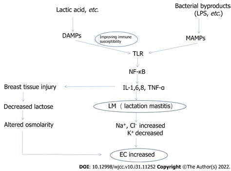 Lecithin And Mastitis