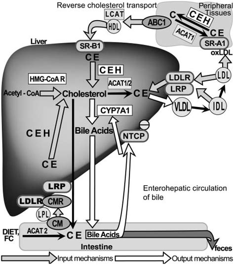 Lecithin Bile Acid