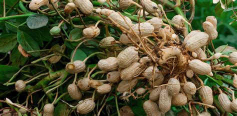 Lecithin In Peanuts