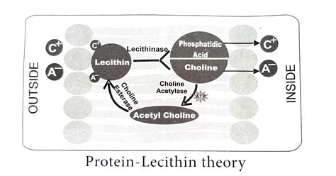 Lecithin Is A Protein