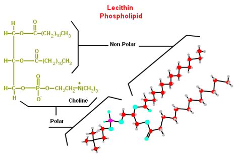 Lecithin Is A Quizlet