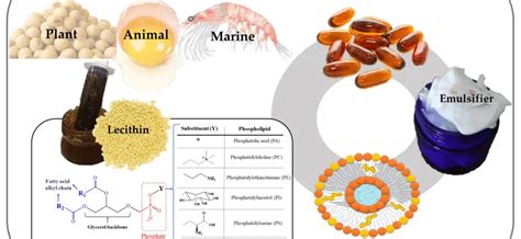 Lecithin Is A Type Of What