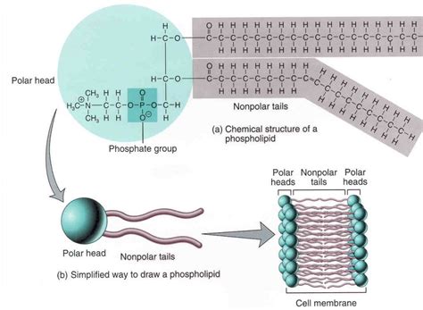 Lecithin Phospholipid Content
