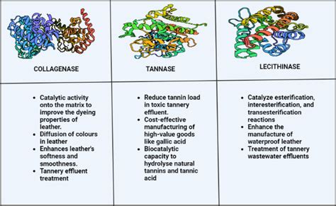 Lecithinase Enzyme Function