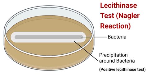 Lecithinase Test Procedure