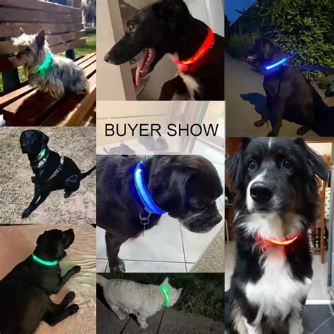 Led Dog Collars Perth