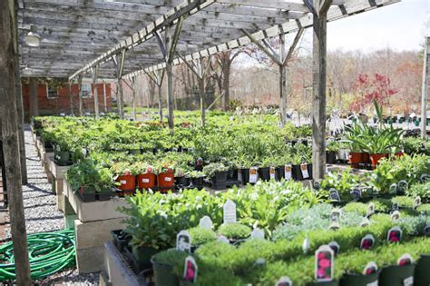 Ledyard Nursery