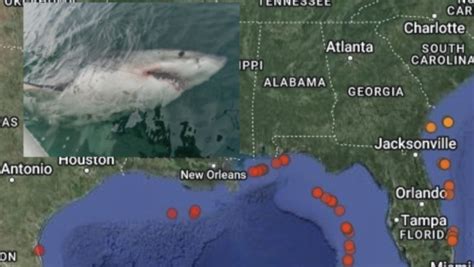 leebeth shark tracker live