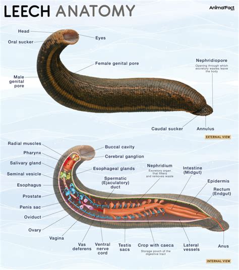 leech