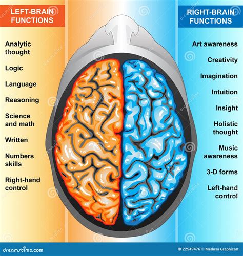 Left Brain vs. Right Brain Functions