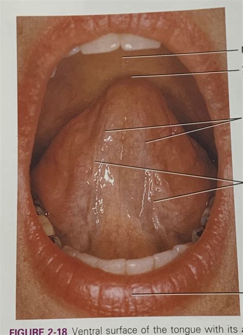 left side of tongue