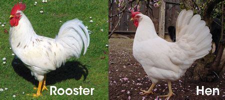 leghorn chicken rooster vs hen