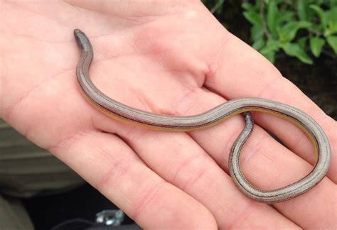 Legless Lizard Baby