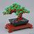 lego bonsai tree canada