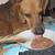 leishmaniose hund ernährung barf