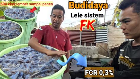 pengecekan lele sistem fk fcr 0,3 iqimono farm YouTube