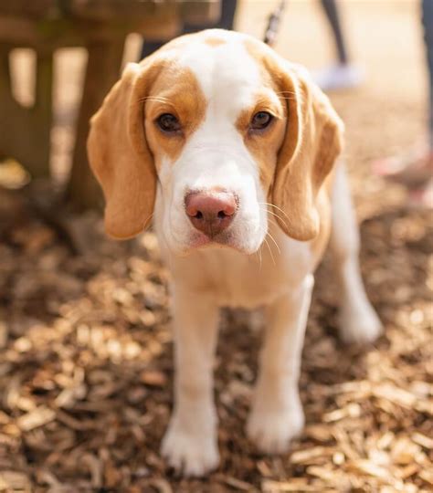 Lemon Beagle Puppy Beagle puppy, Lemon beagle puppy, Cute beagles