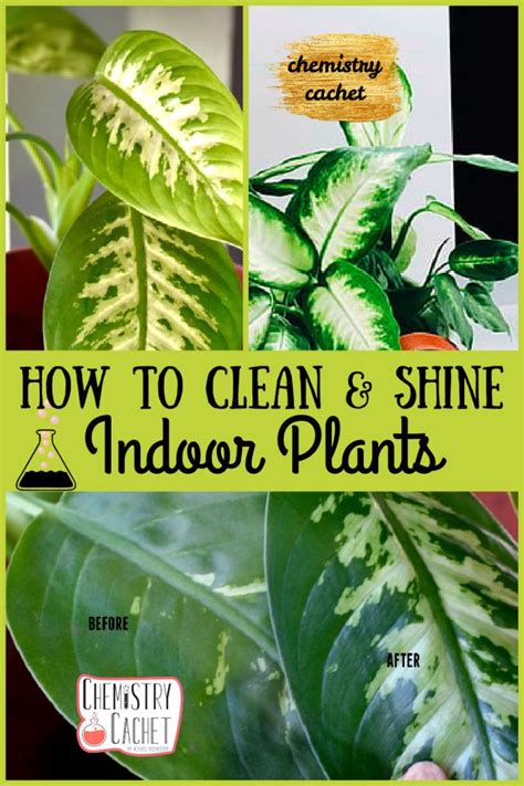 How to Save a Waterlogged Houseplant and Other Tips The Houseplant Guru