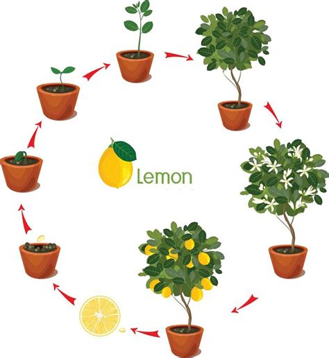 Life Cycle Lemon Tree Stages Growth Seed Sprout Adult Plant — Stock