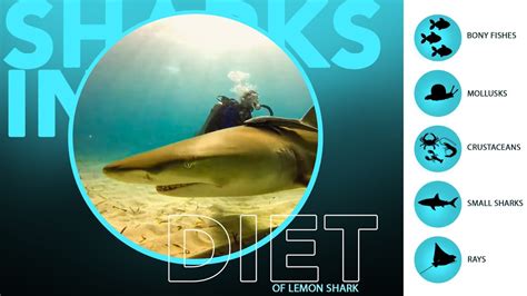 Lemon Shark Diet