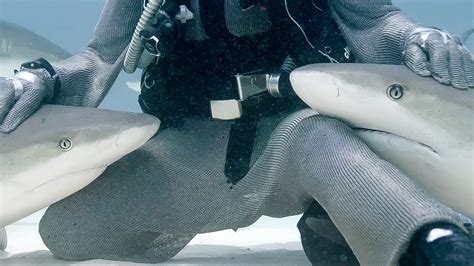 Lemon Shark Getting Pet