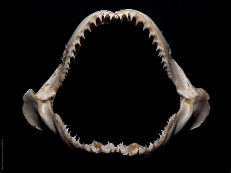 Lemon Shark Jaw