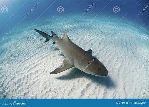 Lemon Shark Top View