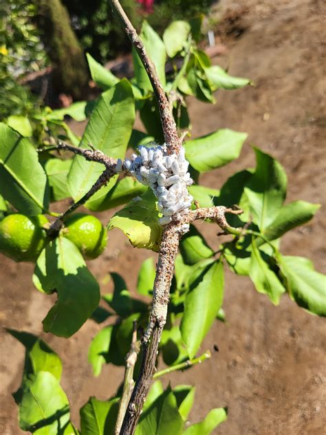 Lemon Tree Branches Turning White