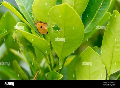 lemon tree bugs identification