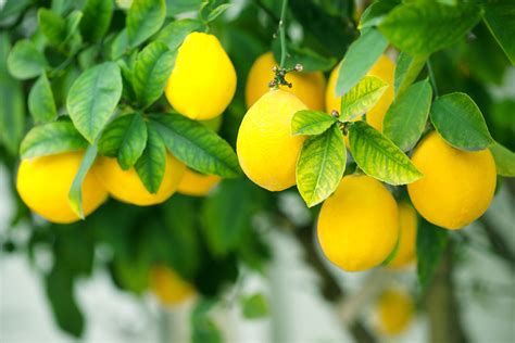 lemon tree definition