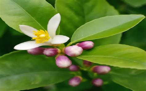 Lemon Tree Flowering In Fall