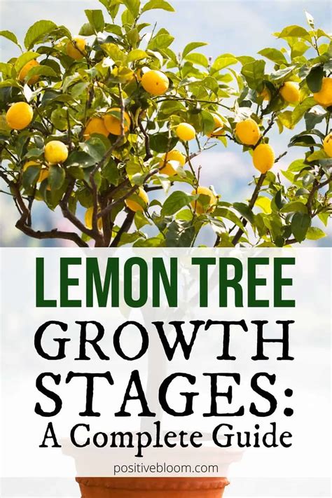 Lemon Tree Growing Requirements