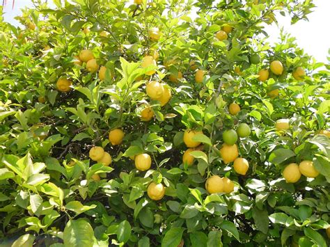 lemon tree in spanish name