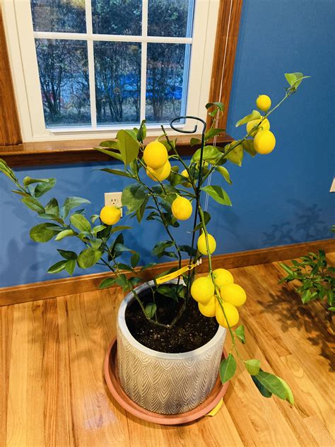 Lemon Tree Not Branching