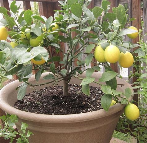 lemon tree plot