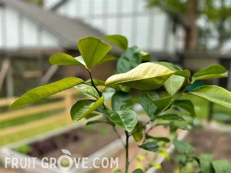 Lemon Tree Underwatered