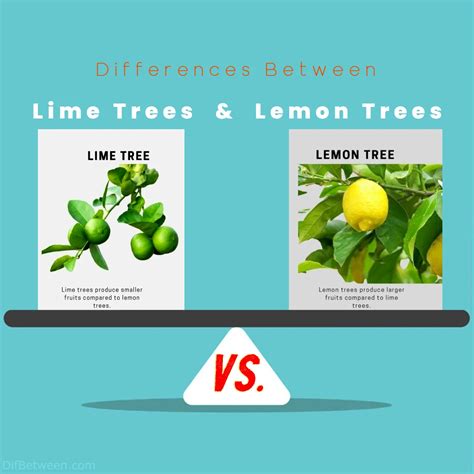 lemon tree vs lemon tree premier