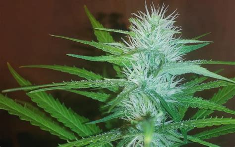 Lemonade Kush Strain Effects