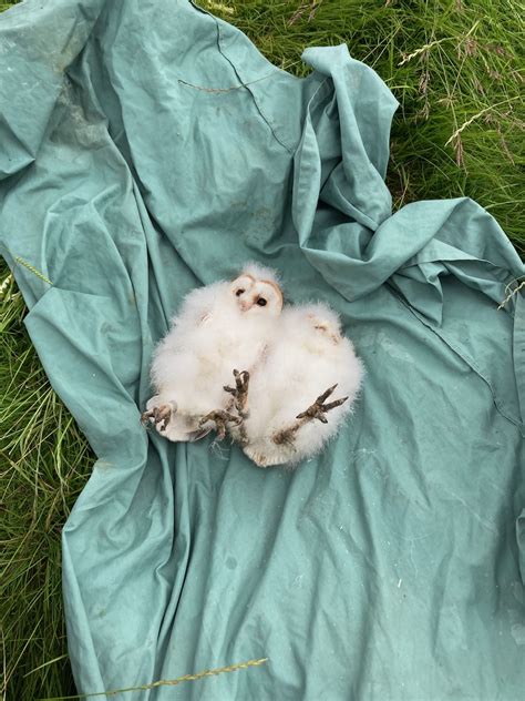 Awasome Len Pick Owl Project 2023