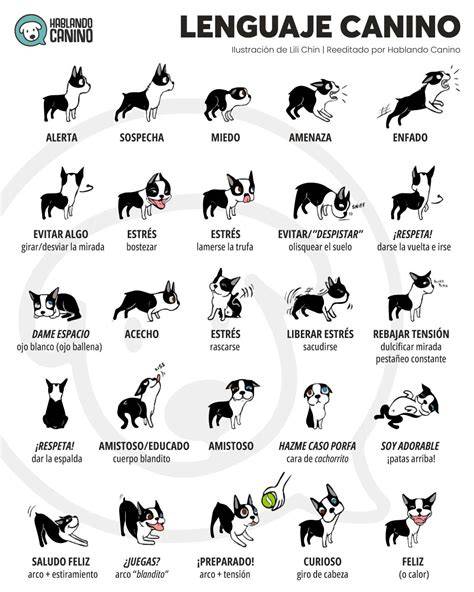 Cómo se debe saludar a un perro y que no se debe hacer en imágenes