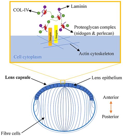 Lens Capsule Structure