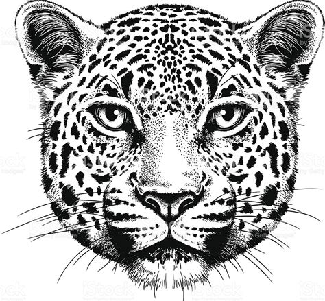 Leopard Face Drawing 