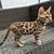 leopard print cat