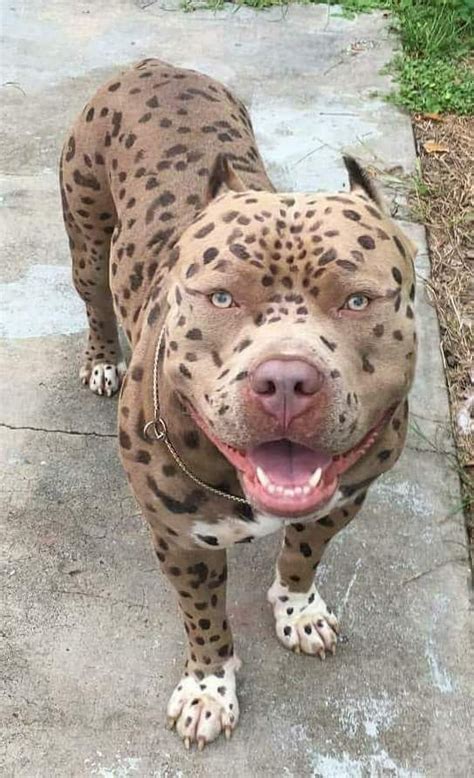 Leopard Inky Pit Bull Flickr Photo Sharing!