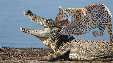 leopard and crocodile fight