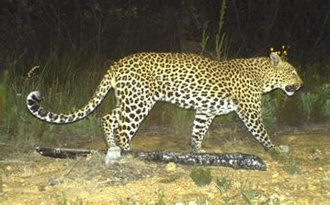 leopard attacks hunter in botswana