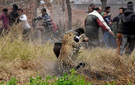 leopard attacks in india