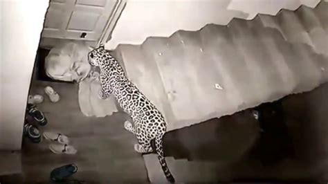leopard attacks sleeping dog